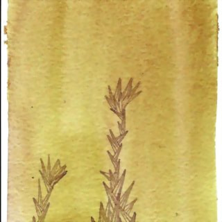 growth (thorn series #1)